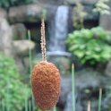 Typha minima fleur